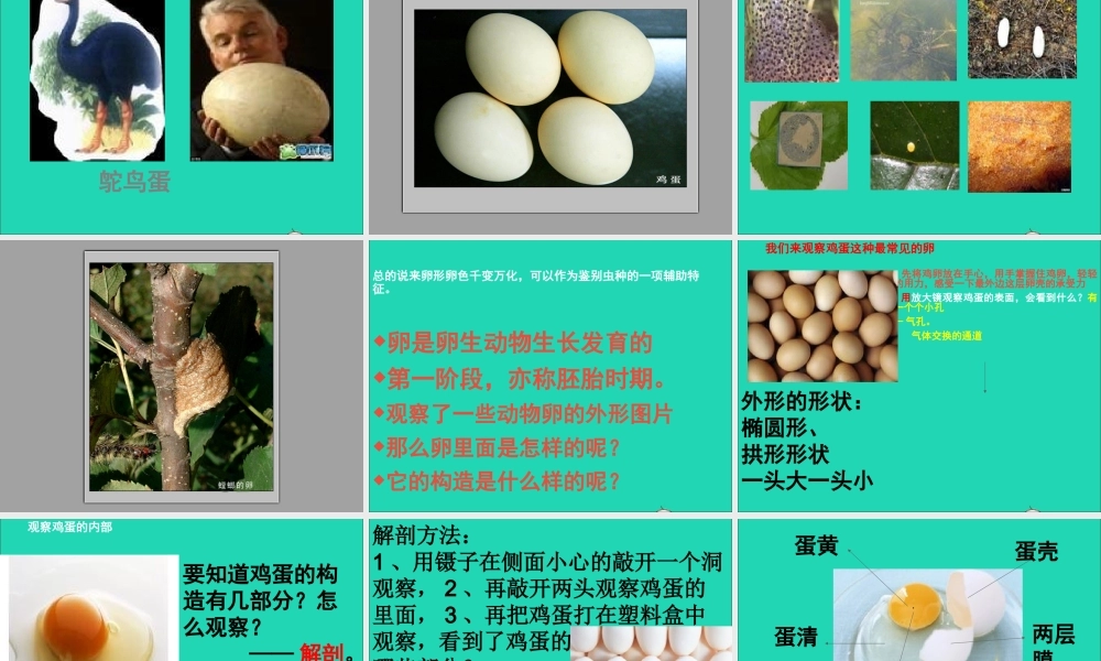 四年级科学下册 2 新的生命 6 动物的卵课件1 教科版-教科版小学四年级下册自然科学课件
