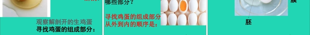 四年级科学下册 2 新的生命 6 动物的卵课件1 教科版-教科版小学四年级下册自然科学课件
