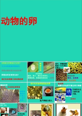 四年级科学下册 2 新的生命 6 动物的卵课件1 教科版-教科版小学四年级下册自然科学课件