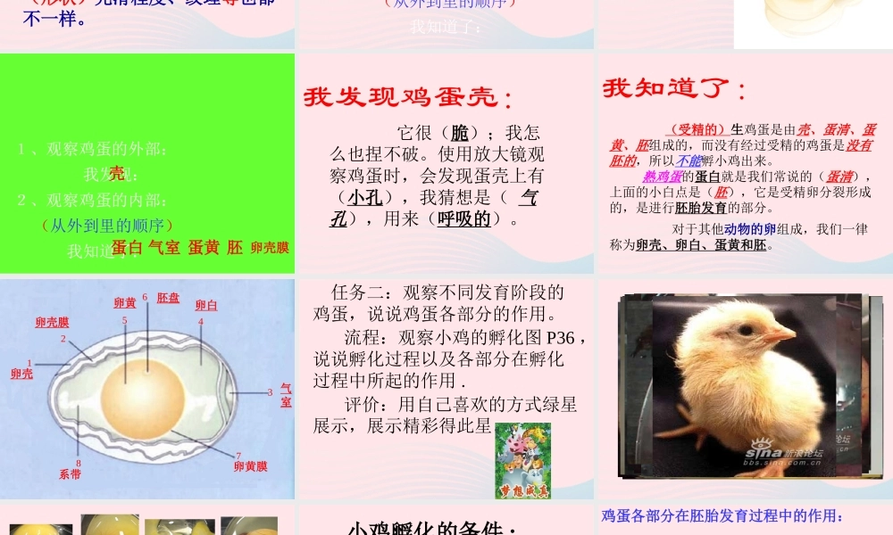 四年级科学下册 2 新的生命 6 动物的卵课件2 教科版-教科版小学四年级下册自然科学课件