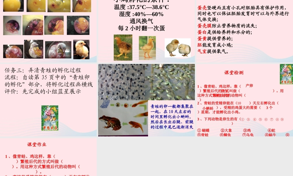 四年级科学下册 2 新的生命 6 动物的卵课件2 教科版-教科版小学四年级下册自然科学课件