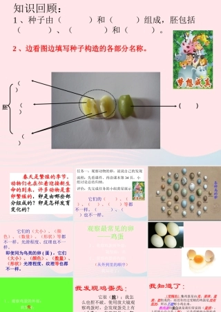 四年级科学下册 2 新的生命 6 动物的卵课件2 教科版-教科版小学四年级下册自然科学课件
