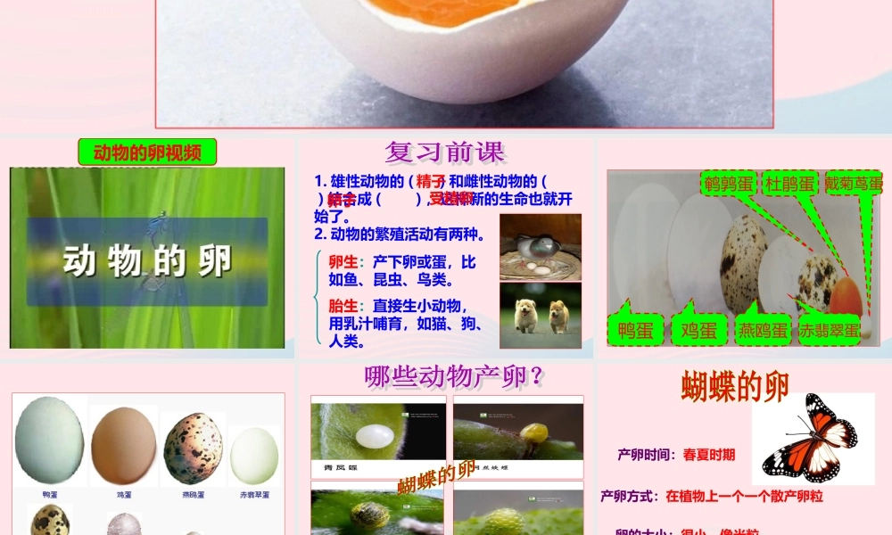 四年级科学下册 2 新的生命 6 动物的卵课件3 教科版-教科版小学四年级下册自然科学课件