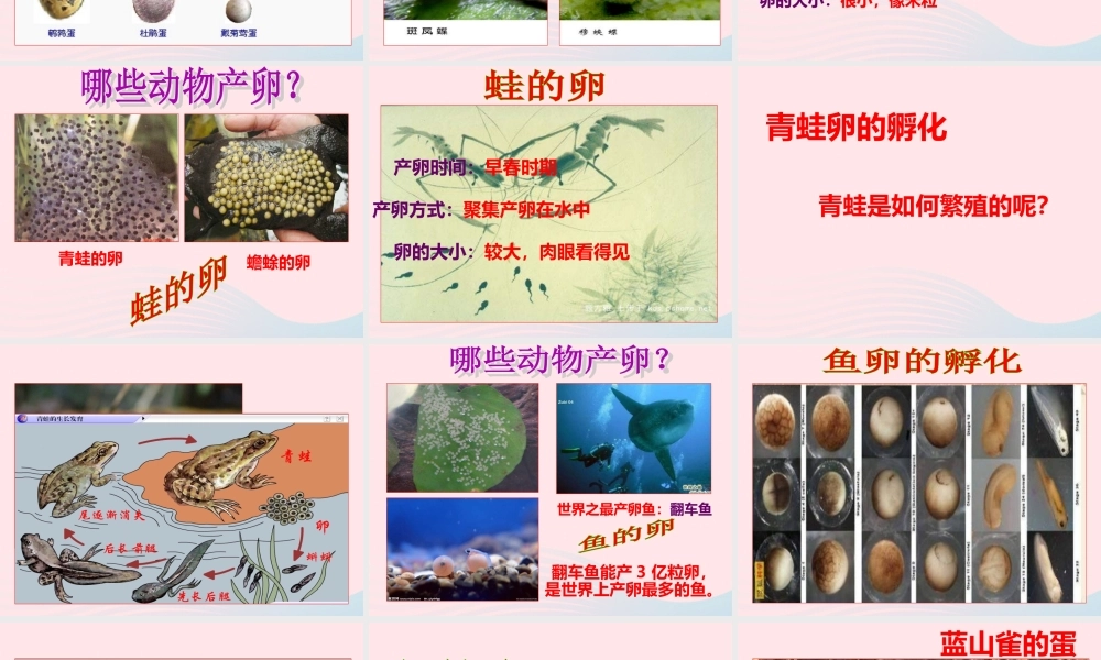 四年级科学下册 2 新的生命 6 动物的卵课件3 教科版-教科版小学四年级下册自然科学课件