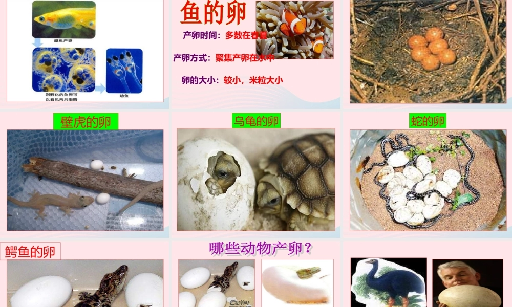 四年级科学下册 2 新的生命 6 动物的卵课件3 教科版-教科版小学四年级下册自然科学课件