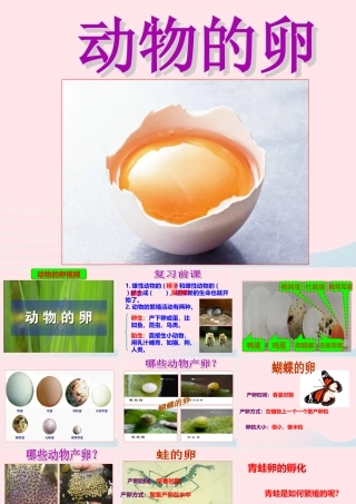 四年级科学下册 2 新的生命 6 动物的卵课件3 教科版-教科版小学四年级下册自然科学课件