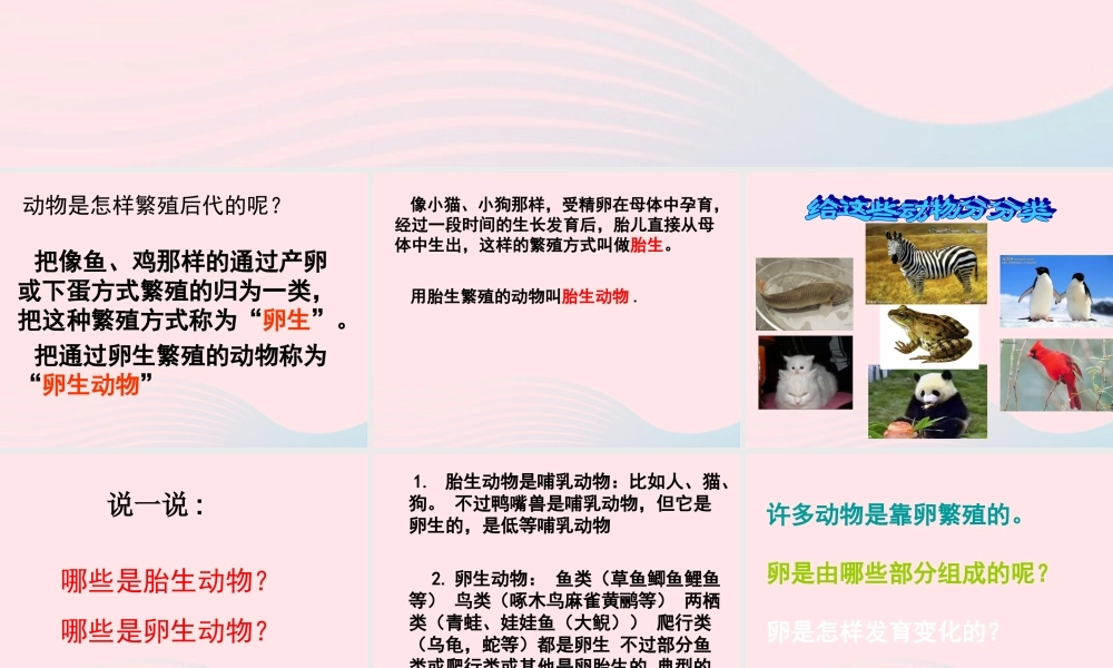 四年级科学下册 2 新的生命 6 动物的卵课件4 教科版-教科版小学四年级下册自然科学课件