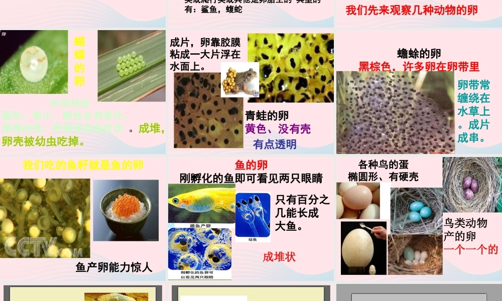 四年级科学下册 2 新的生命 6 动物的卵课件4 教科版-教科版小学四年级下册自然科学课件