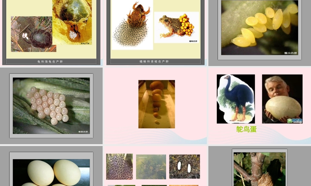 四年级科学下册 2 新的生命 6 动物的卵课件4 教科版-教科版小学四年级下册自然科学课件