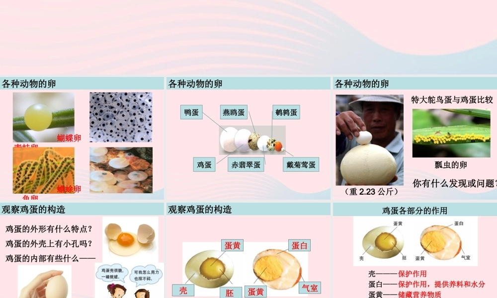 四年级科学下册 2 新的生命 6 动物的卵课件5 教科版-教科版小学四年级下册自然科学课件