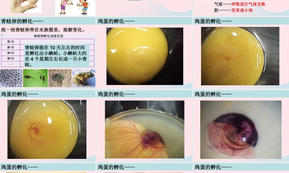 四年级科学下册 2 新的生命 6 动物的卵课件5 教科版-教科版小学四年级下册自然科学课件