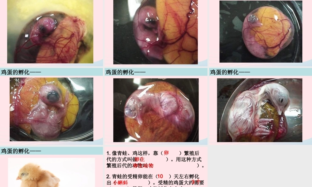 四年级科学下册 2 新的生命 6 动物的卵课件5 教科版-教科版小学四年级下册自然科学课件