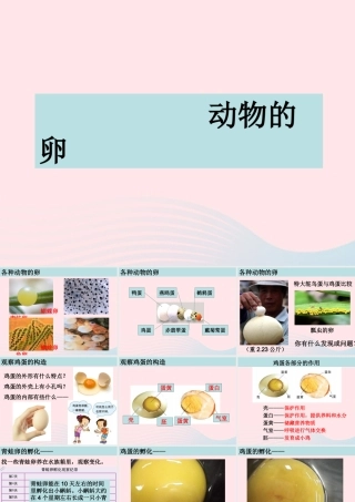 四年级科学下册 2 新的生命 6 动物的卵课件5 教科版-教科版小学四年级下册自然科学课件