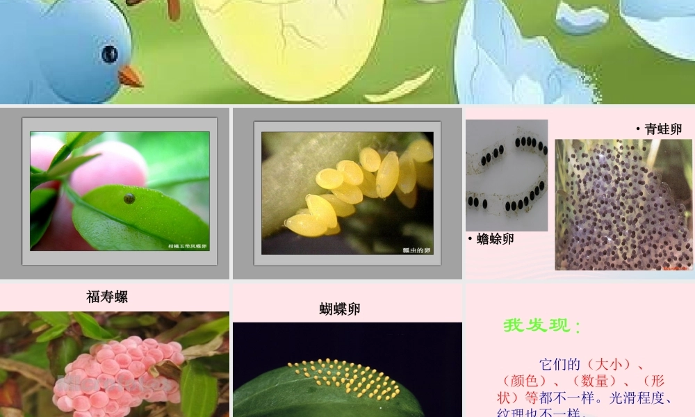 四年级科学下册 2 新的生命 6 动物的卵课件6 教科版-教科版小学四年级下册自然科学课件
