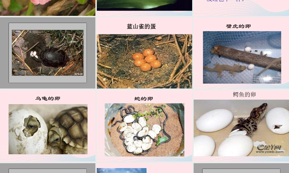 四年级科学下册 2 新的生命 6 动物的卵课件6 教科版-教科版小学四年级下册自然科学课件