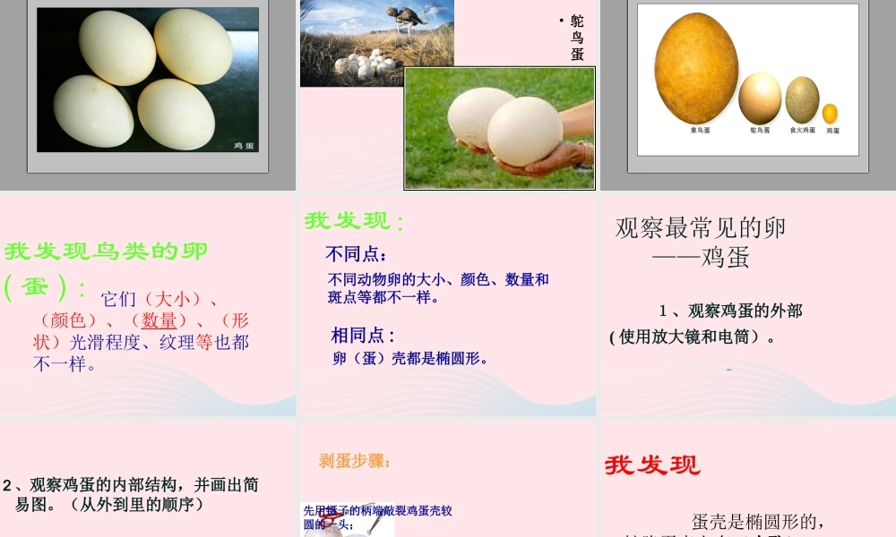 四年级科学下册 2 新的生命 6 动物的卵课件6 教科版-教科版小学四年级下册自然科学课件