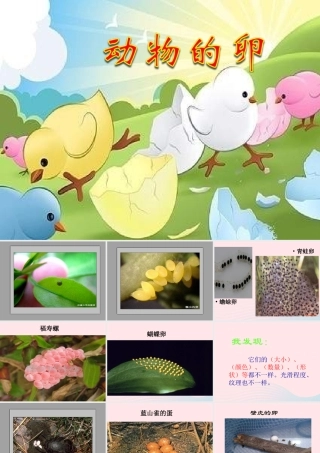 四年级科学下册 2 新的生命 6 动物的卵课件6 教科版-教科版小学四年级下册自然科学课件
