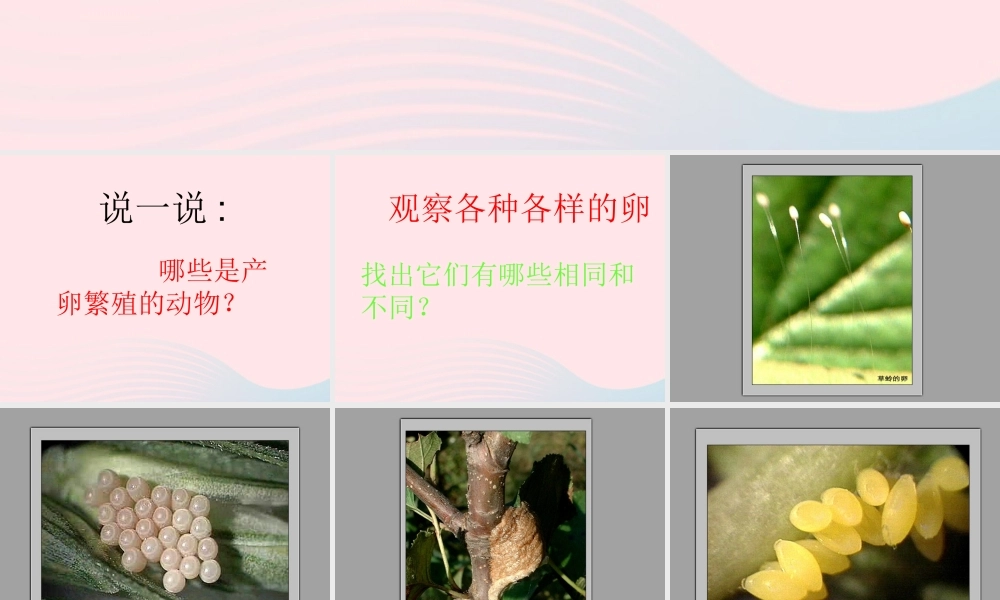 四年级科学下册 2 新的生命 6 动物的卵课件7 教科版-教科版小学四年级下册自然科学课件