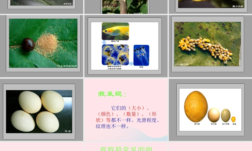 四年级科学下册 2 新的生命 6 动物的卵课件7 教科版-教科版小学四年级下册自然科学课件