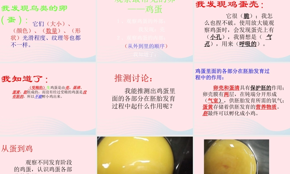 四年级科学下册 2 新的生命 6 动物的卵课件7 教科版-教科版小学四年级下册自然科学课件