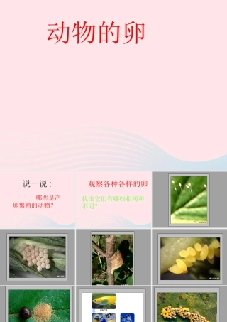 四年级科学下册 2 新的生命 6 动物的卵课件7 教科版-教科版小学四年级下册自然科学课件