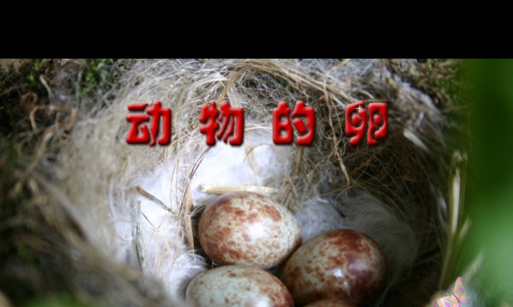 四年级科学下册 2 新的生命 6动物的卵课件 教科版-教科版小学四年级下册自然科学课件