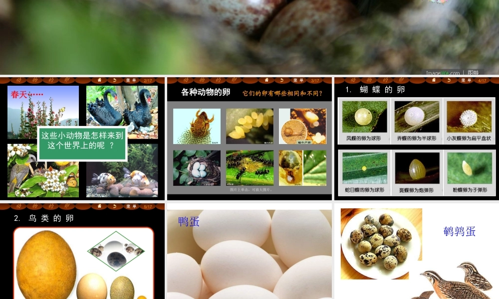 四年级科学下册 2 新的生命 6动物的卵课件 教科版-教科版小学四年级下册自然科学课件