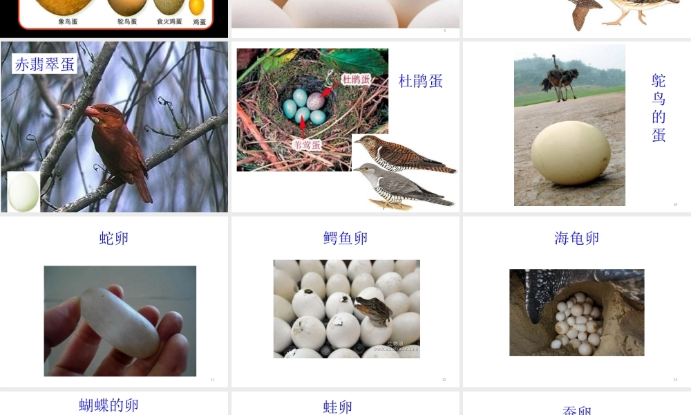 四年级科学下册 2 新的生命 6动物的卵课件 教科版-教科版小学四年级下册自然科学课件