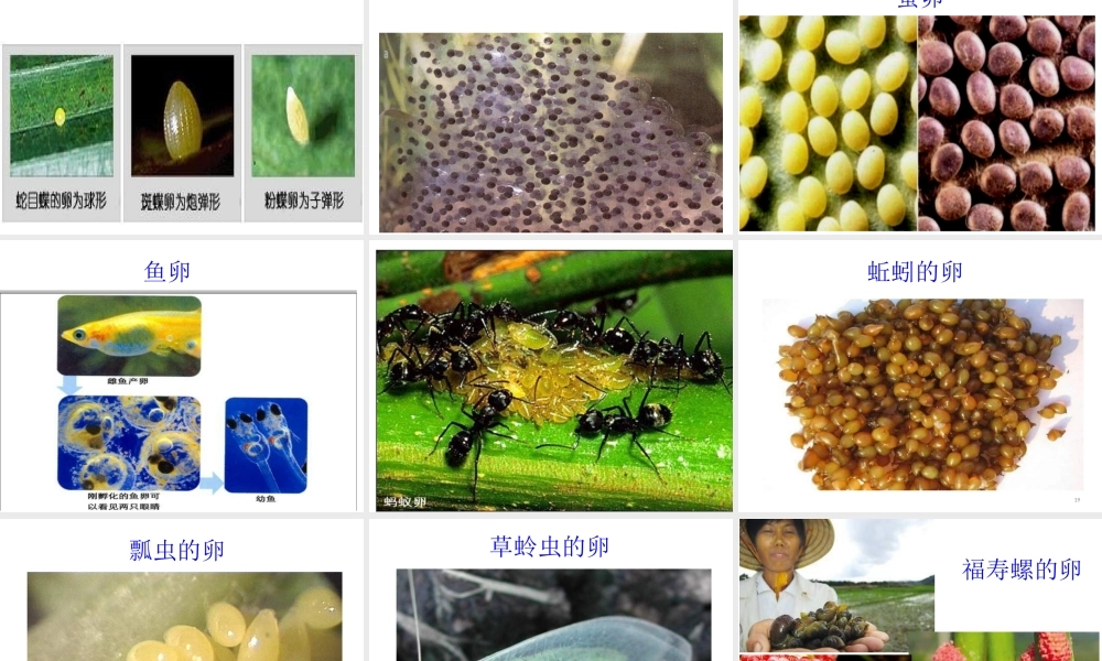 四年级科学下册 2 新的生命 6动物的卵课件 教科版-教科版小学四年级下册自然科学课件