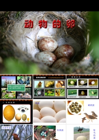四年级科学下册 2 新的生命 6动物的卵课件 教科版-教科版小学四年级下册自然科学课件
