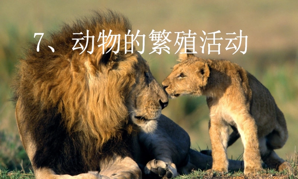 四年级科学下册 2 新的生命 7 动物的繁殖活动课件 教科版-教科版小学四年级下册自然科学课件