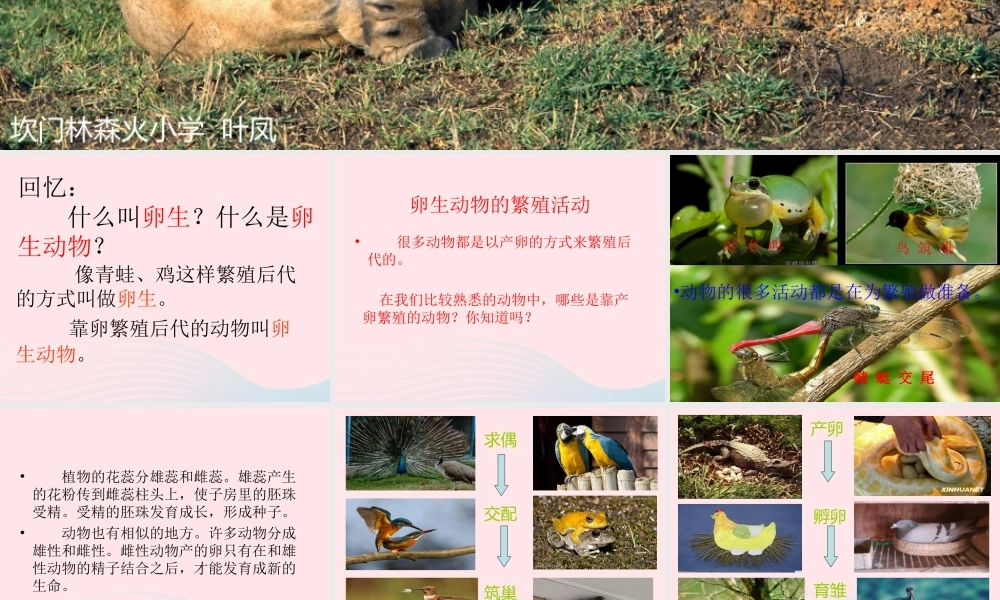 四年级科学下册 2 新的生命 7 动物的繁殖活动课件 教科版-教科版小学四年级下册自然科学课件