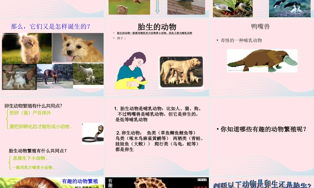 四年级科学下册 2 新的生命 7 动物的繁殖活动课件 教科版-教科版小学四年级下册自然科学课件