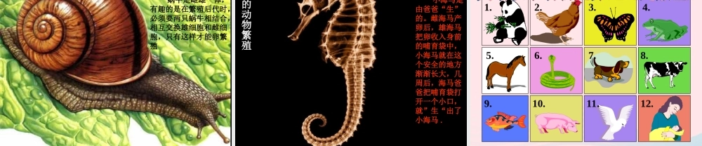 四年级科学下册 2 新的生命 7 动物的繁殖活动课件 教科版-教科版小学四年级下册自然科学课件