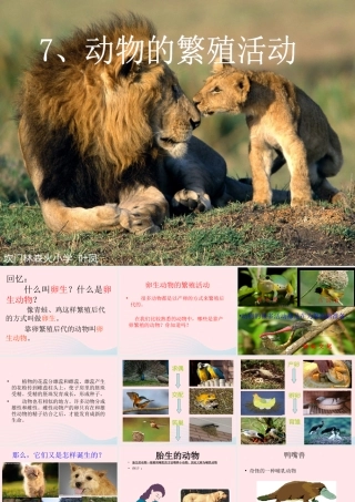 四年级科学下册 2 新的生命 7 动物的繁殖活动课件 教科版-教科版小学四年级下册自然科学课件