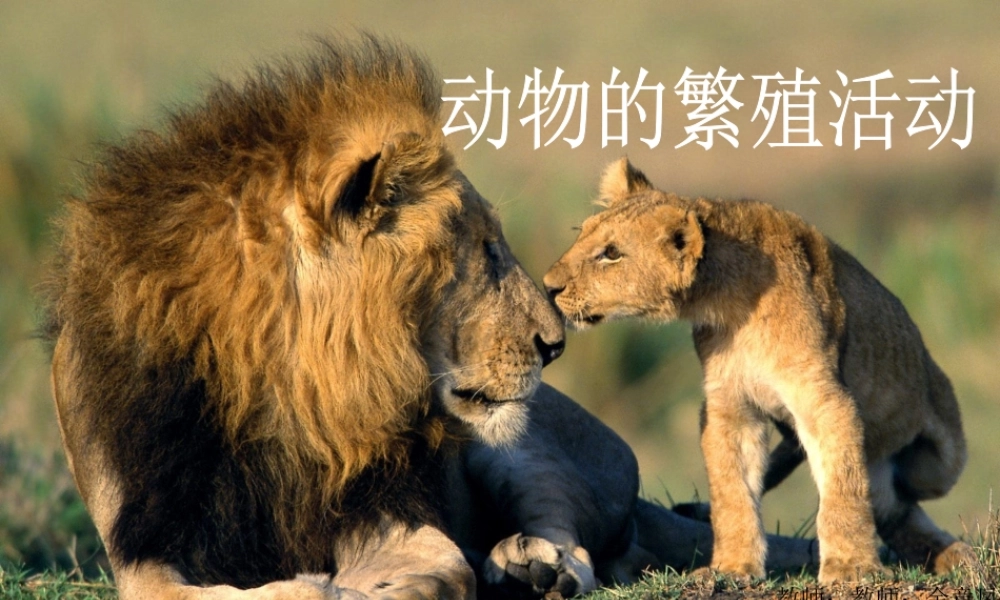 四年级科学下册 2 新的生命 7 动物的繁殖活动课件1 教科版-教科版小学四年级下册自然科学课件