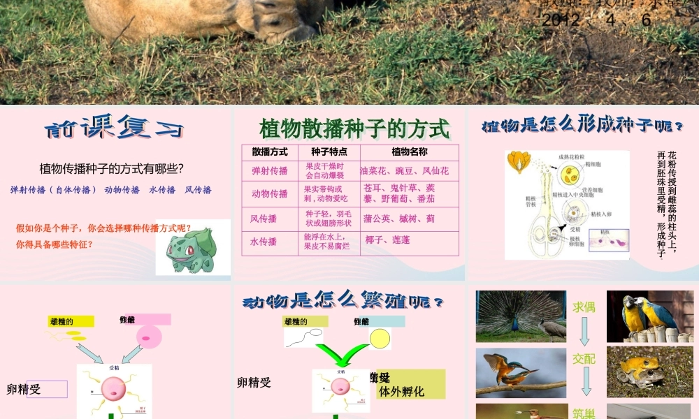 四年级科学下册 2 新的生命 7 动物的繁殖活动课件1 教科版-教科版小学四年级下册自然科学课件