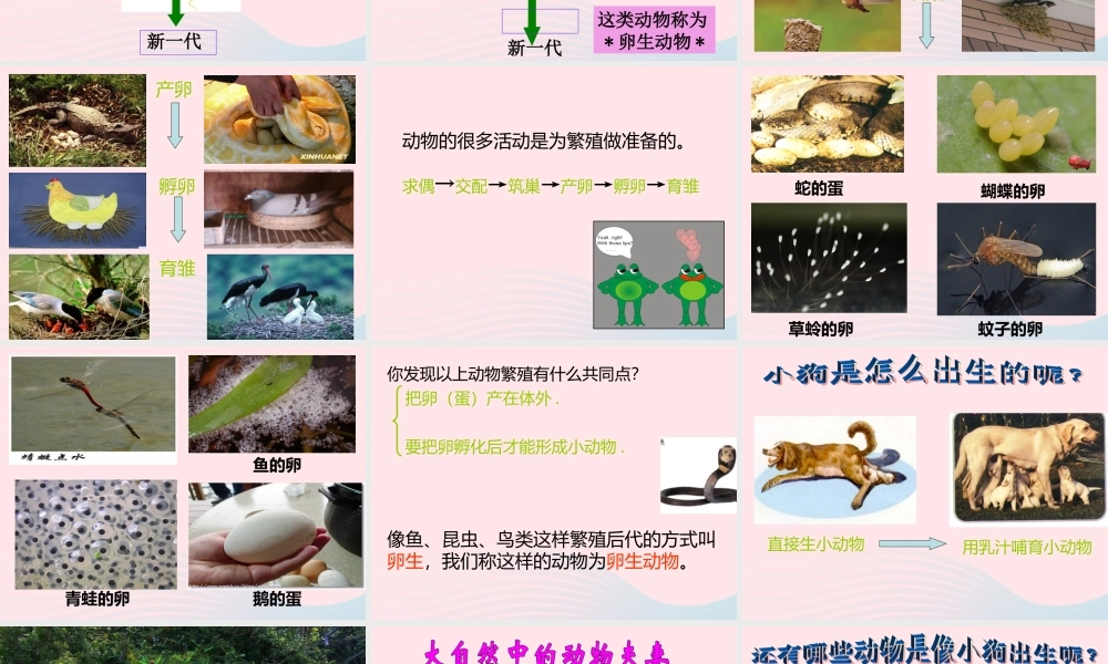 四年级科学下册 2 新的生命 7 动物的繁殖活动课件1 教科版-教科版小学四年级下册自然科学课件