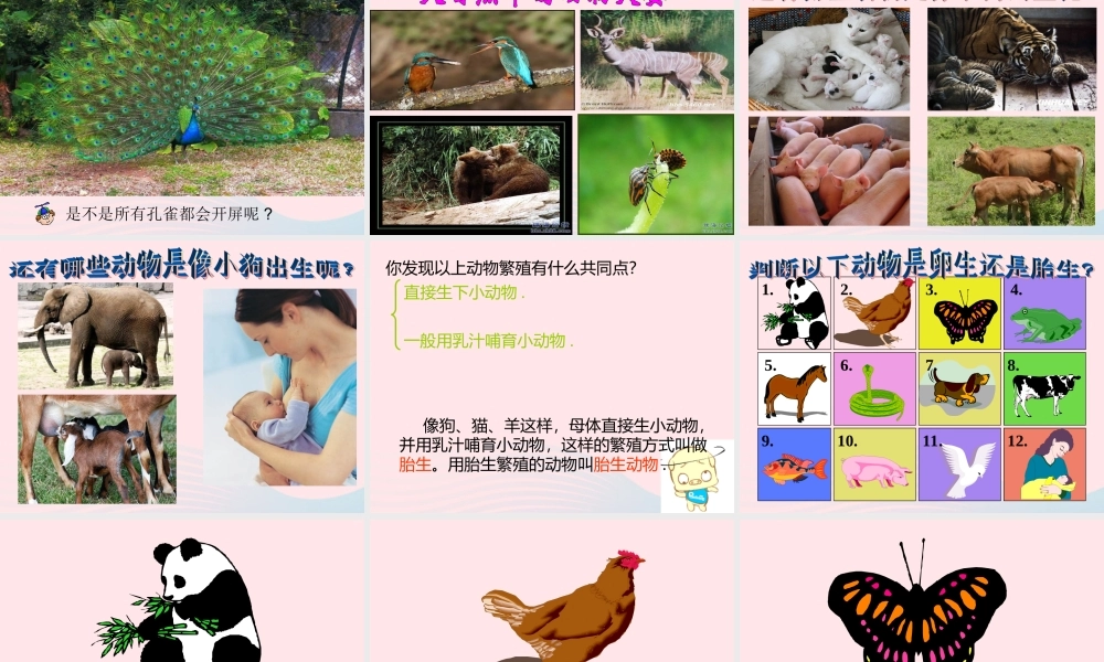 四年级科学下册 2 新的生命 7 动物的繁殖活动课件1 教科版-教科版小学四年级下册自然科学课件