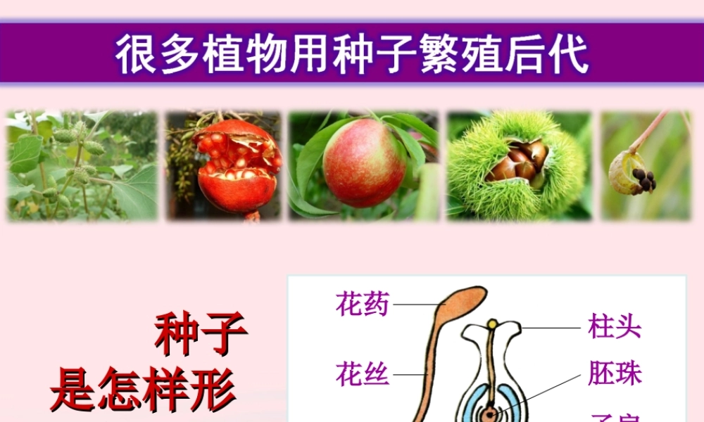 四年级科学下册 2 新的生命 7 动物的繁殖活动课件2 教科版-教科版小学四年级下册自然科学课件