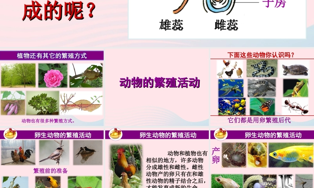 四年级科学下册 2 新的生命 7 动物的繁殖活动课件2 教科版-教科版小学四年级下册自然科学课件