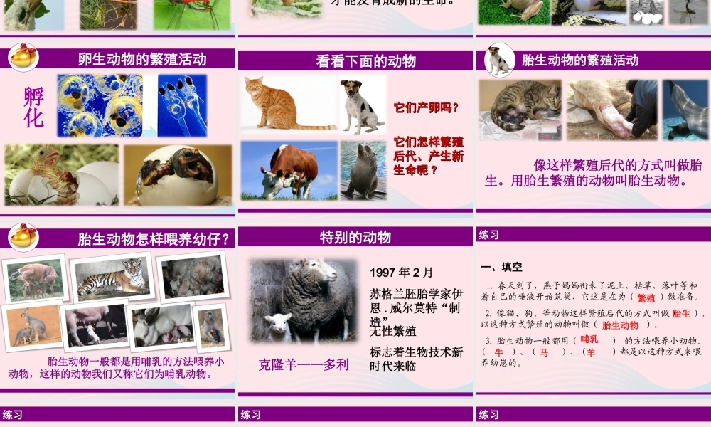 四年级科学下册 2 新的生命 7 动物的繁殖活动课件2 教科版-教科版小学四年级下册自然科学课件