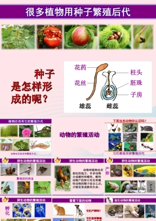 四年级科学下册 2 新的生命 7 动物的繁殖活动课件2 教科版-教科版小学四年级下册自然科学课件