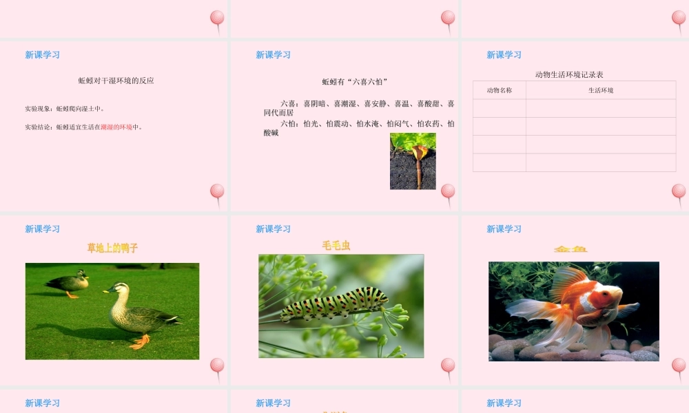 四年级科学下册 第三单元 光与我们的生活 第14课《蚯蚓找家》课件 青岛版五四制-青岛版小学四年级下册自然科学课件