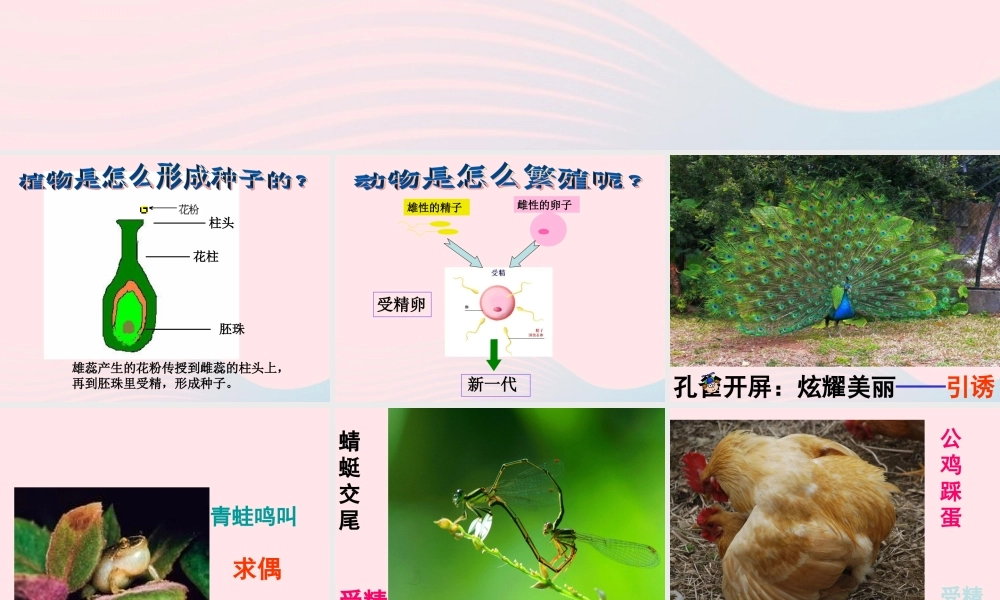 四年级科学下册 2 新的生命 7 动物的繁殖活动课件3 教科版-教科版小学四年级下册自然科学课件