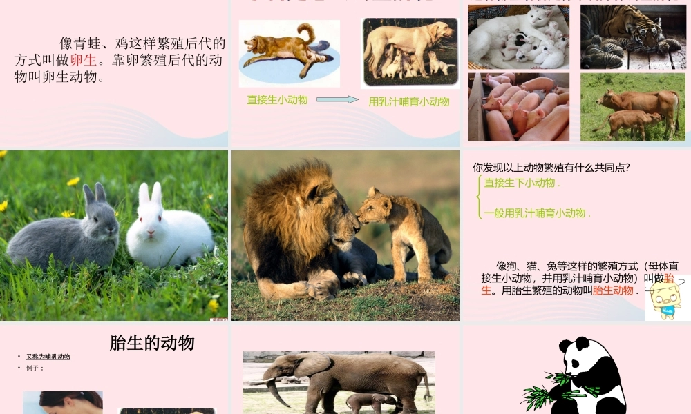 四年级科学下册 2 新的生命 7 动物的繁殖活动课件3 教科版-教科版小学四年级下册自然科学课件