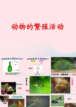 四年级科学下册 2 新的生命 7 动物的繁殖活动课件3 教科版-教科版小学四年级下册自然科学课件