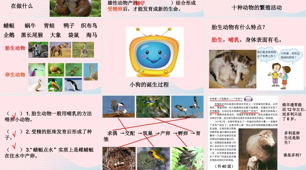 四年级科学下册 2 新的生命 7 动物的繁殖活动课件4 教科版-教科版小学四年级下册自然科学课件