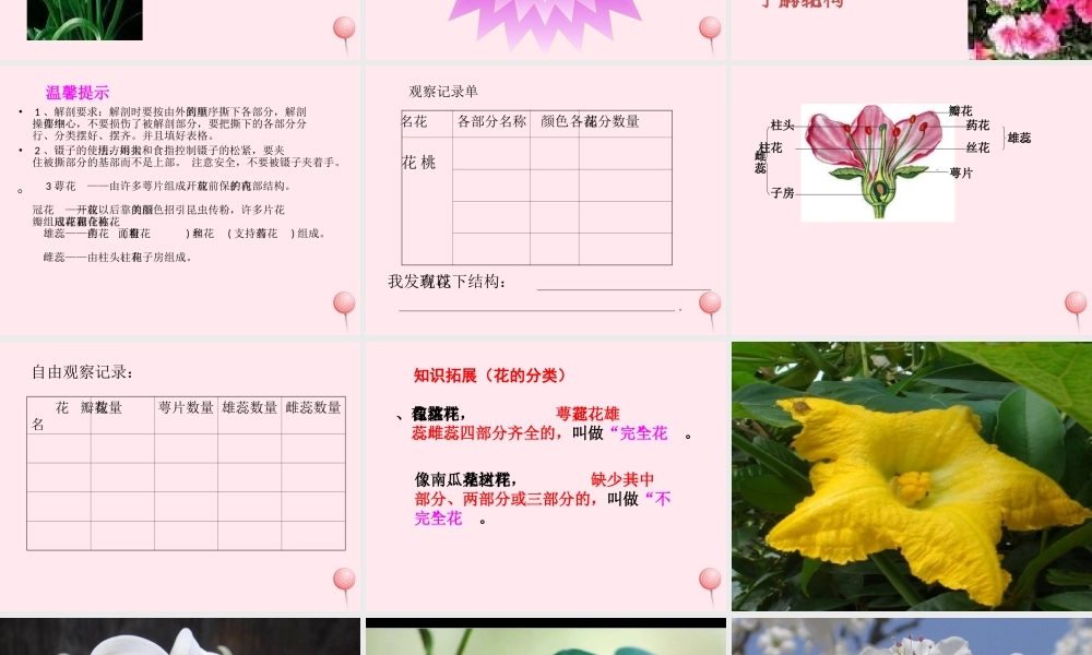 四年级科学下册 2.1《花开花落为哪》课件1 湘教版-湘教版小学四年级下册自然科学课件