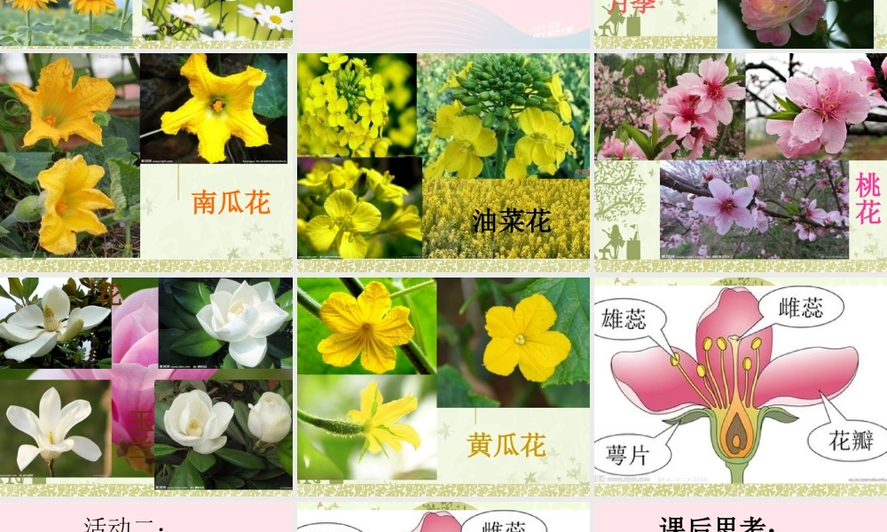 四年级科学下册 2.1《花开花落为哪》课件2 湘教版-湘教版小学四年级下册自然科学课件